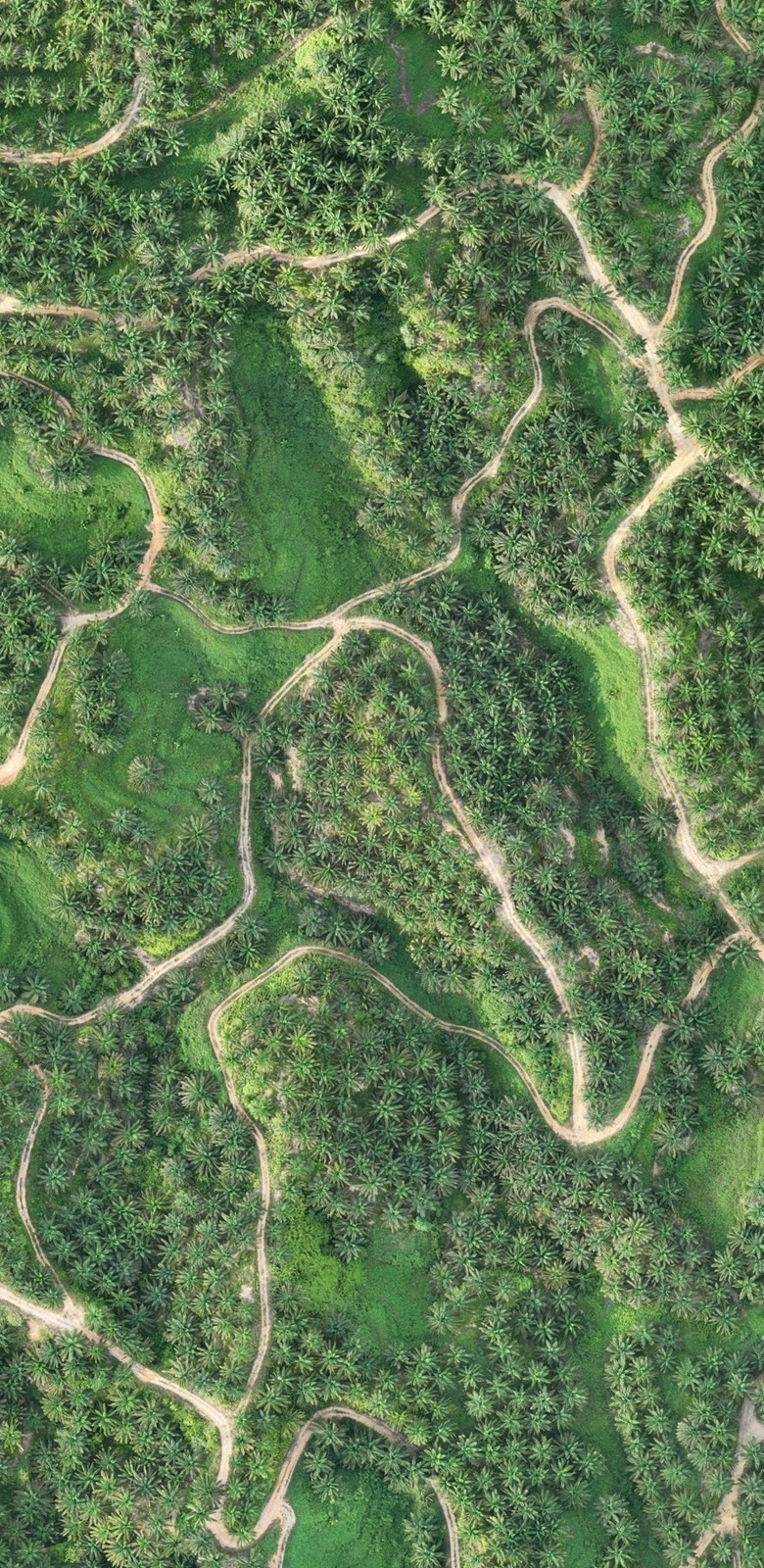 VicMap open over an offline plantation map, with live GPS position and a waypoint marker set