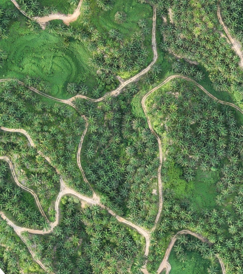 A measured distance line drawn across an offline plantation map in VicMap