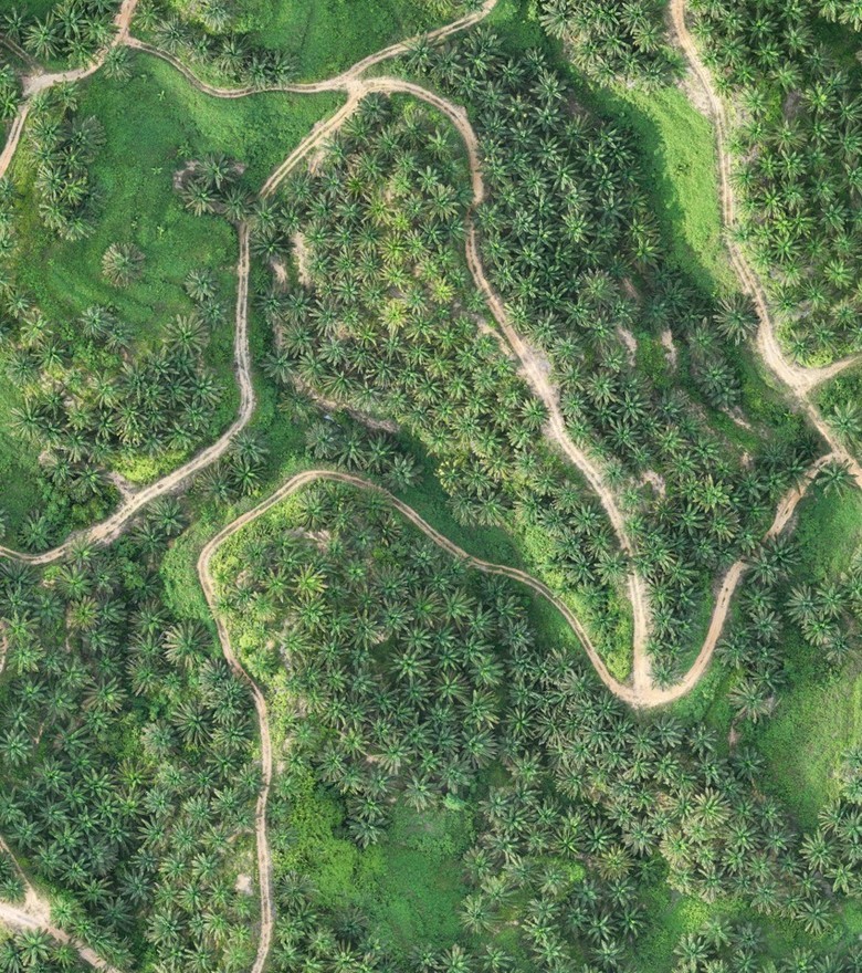 A live GPS position with a breadcrumb track over an offline plantation map in VicMap